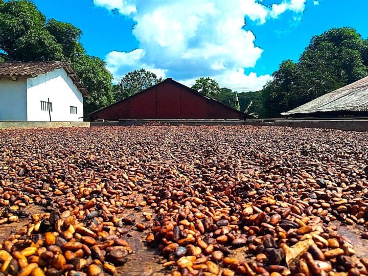 Estado da Bahia articula modelo de organização para fortalecer produtores de cacau