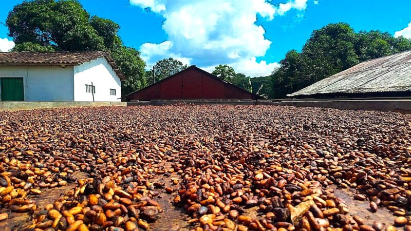Estado da Bahia articula modelo de organização para fortalecer produtores de cacau