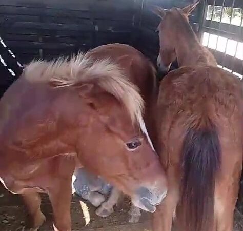 Prefeitura de Itabuna apreende cavalos soltos na Praça do Bairro São Caetano