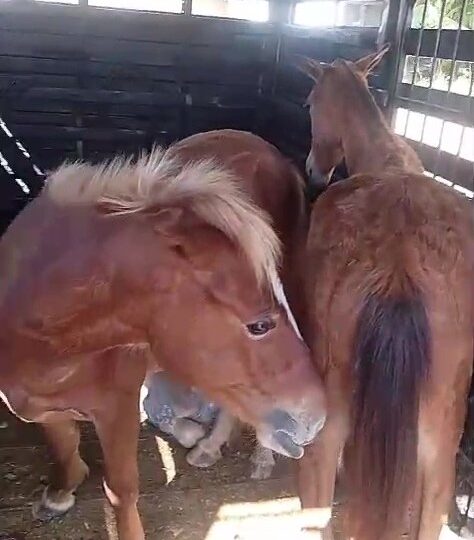 Prefeitura de Itabuna apreende cavalos soltos na Praça do Bairro São Caetano
